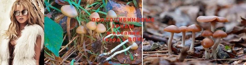 Псилоцибиновые грибы Psilocybe  площадка как зайти  Порхов  где найти  